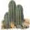 cactus.gif (5082 bytes)