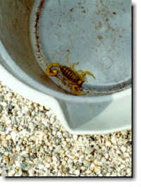 scorpion.jpg (114429 bytes)